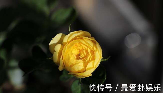 漳红樱|拜拜了月季!养了四年月季,这个秋天果断换坑,希望没有换错