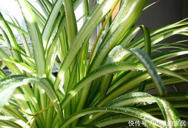 冬天水浇不好,你的花也养不活了!
