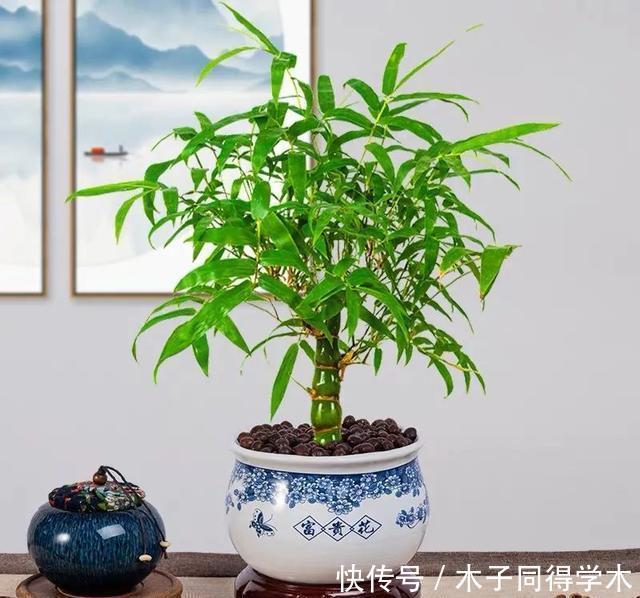 一种“吉祥竹”,清新典雅寓意好,家里养几盆,旺财又守家