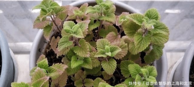 红枣|最强天然“痛风”药，不是百合，不是车前草，喝一碗就能降尿酸！