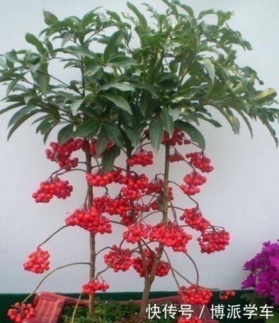 招财|家里养上“3种花”，寓意吉祥，观赏价值高，比发财树强10倍！