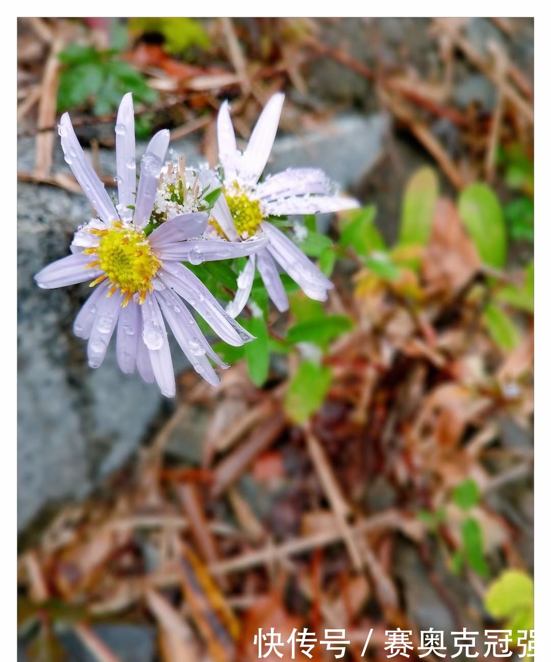 下雪|绩溪下雪啦!朋友圈已被刷爆!