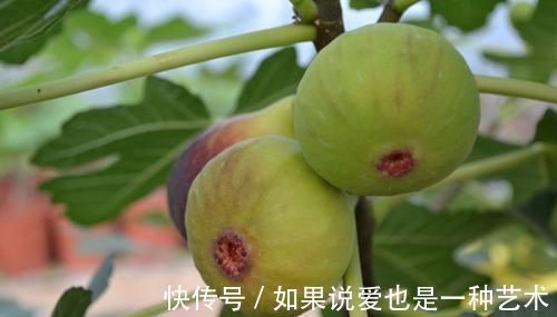 无花果|女性抗衰先排毒,多吃以下食物,养宫护宫排毒养颜,早了解早受益