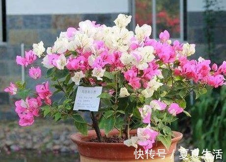 三角梅、蟹爪兰生根慢,只需套上“塑料袋”,15天能长出小白根