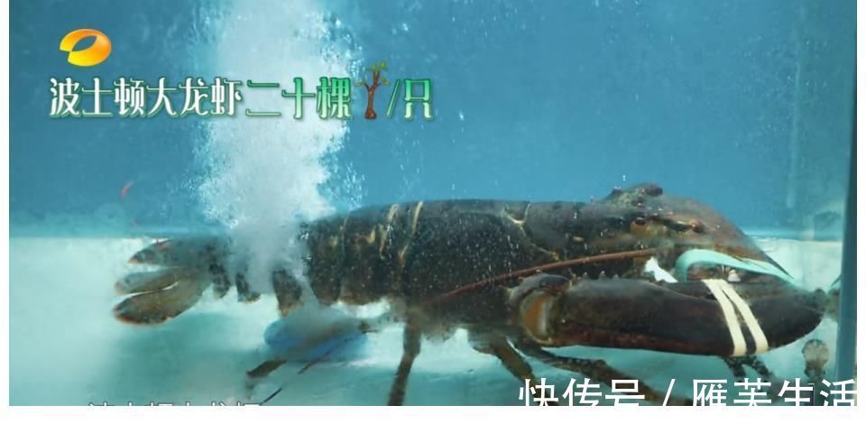 波士顿龙虾、鲍鱼鸡汤,《向往的生活》豪华食材背后田园是假象?