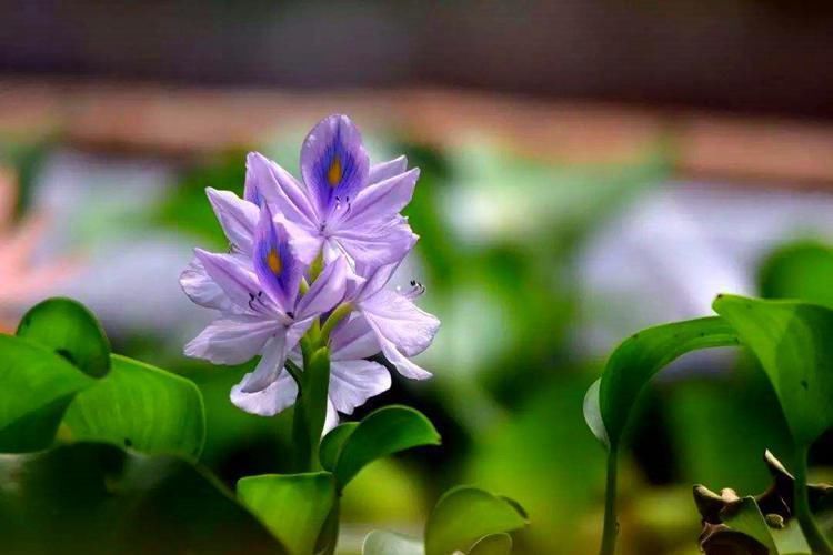 速度|凤眼莲就是水葫芦,开出蓝紫色的花,繁殖速度很快