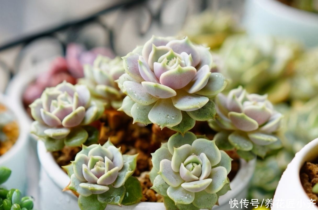 春天5种花，水一大就烂根，干透了再浇，懒人才能养好