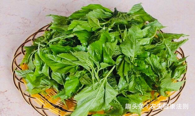女性|女性经期多喝此“补血叶”，排出子宫污血，调理月经，防妇科病