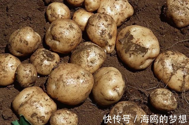 菜园子|以前这东西猪都不吃，如今成世界第四粮食作物，却少有人知它有毒