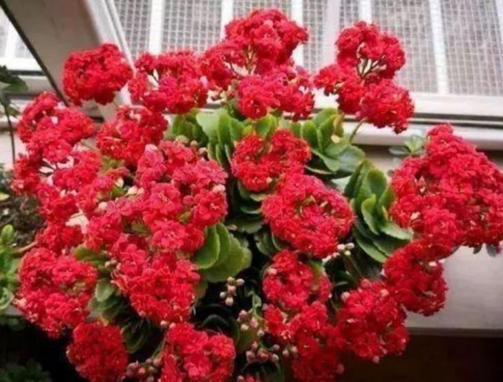 开花最香的3种花,家里养一盆,开花多,不费事就能养好!