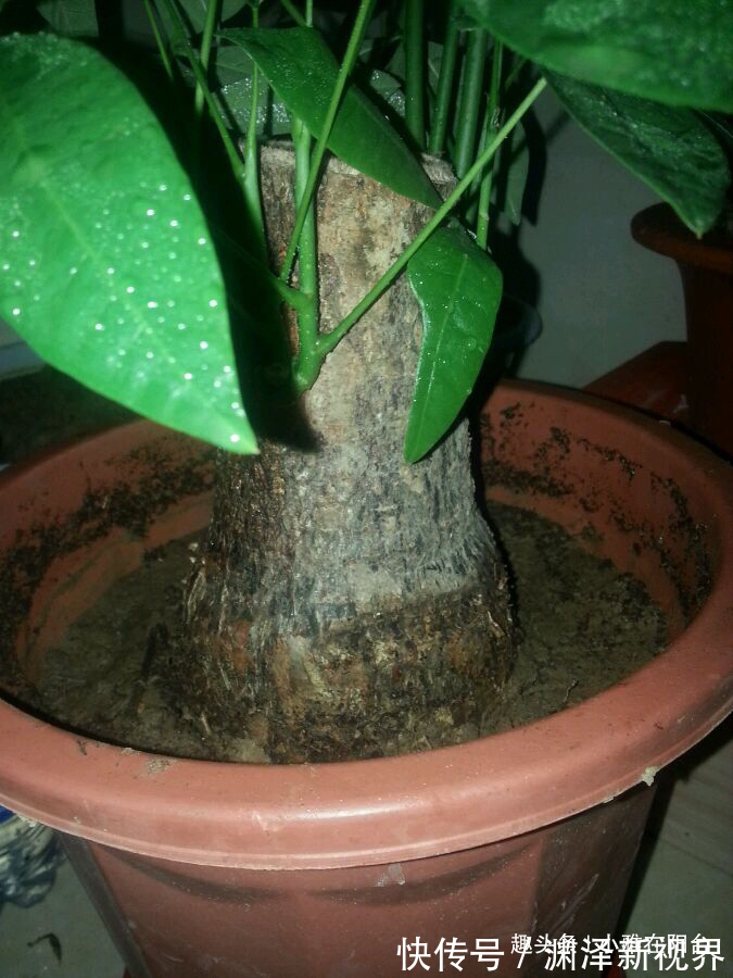 浇水|家庭养“发财树”,别乱施肥、乱浇水,控制好光照,蹭蹭长得旺!