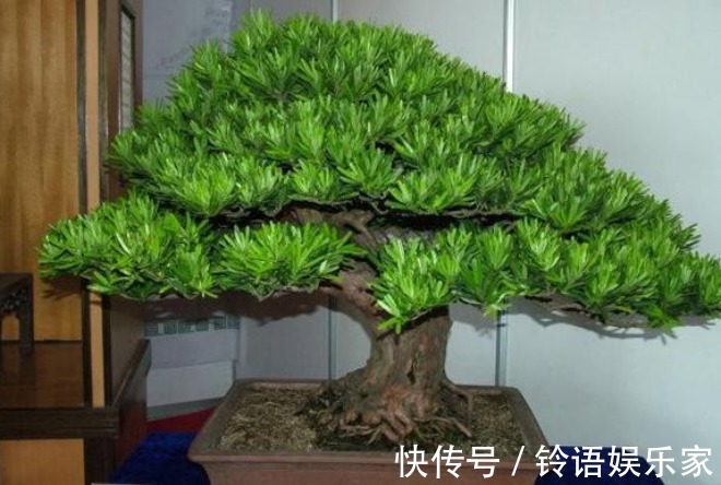 招财|家里再小也要养的“镇宅花”，虽然很丑，但招财又进宝，寓意满满