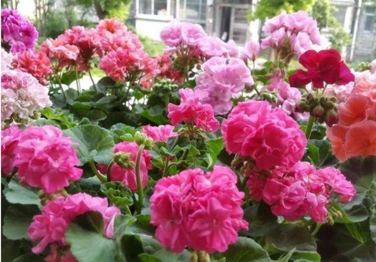 家里阳台养此款花,新手也能养爆盆,花香四溢飘满屋,美
