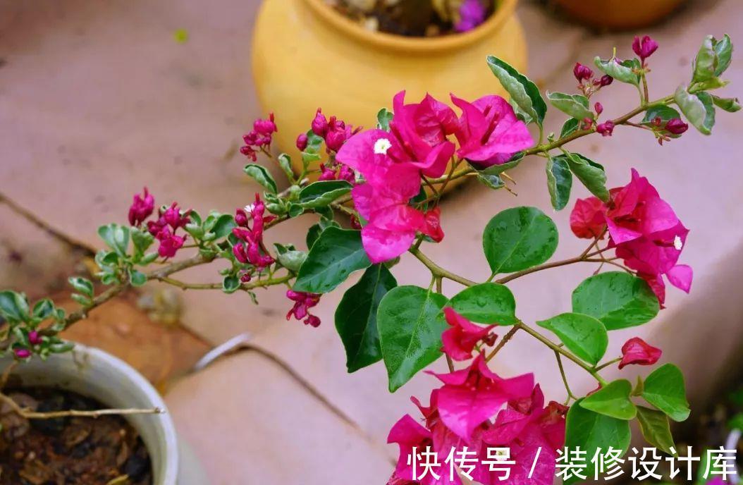 株型|进入9月份，养这2种花，要舍得“剪”，越剪越爱“开花”