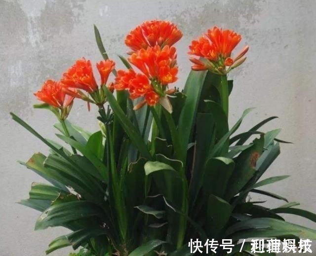 鸡蛋壳|养君子兰,喂上两个“蛋”,叶片壮实像白菜,花朵蹭蹭蹿