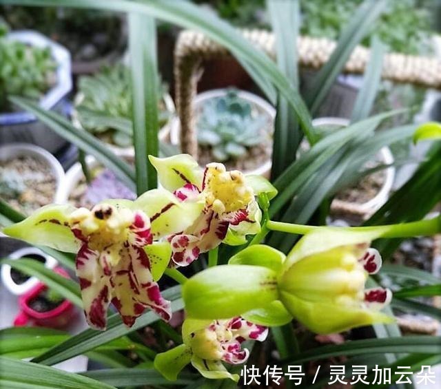 建兰|夏日养花,一定不要错过此兰,花量大,花香浓,花迷抢着买!