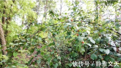 果实|山里“4种”野果子,以前砍柴时吃到吐,如今满山找不到1棵,可惜