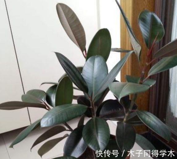 此款花卉,好养易爆盆,养人又旺财,富贵吉祥,变成有钱人!