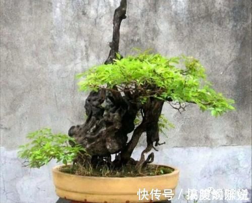 盆景|农村大爷不养花,用山上黄荆做成盆景,更具观赏性
