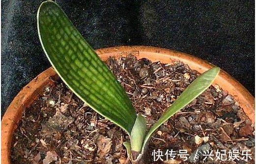 君子兰|去散步捡点它，往君子兰盆里一放，10年不烂根花开不断年年爆盆