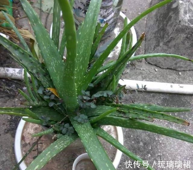 小菊|阳台小，建议养这4种“便宜花”，不占地方！