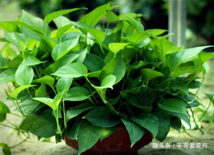 绿萝黄叶怎么办及时用上“1种水”,叶片油绿有光泽,真管用