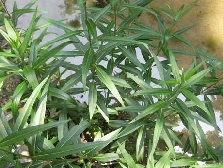 一款甜点，不用烤箱不用油炸，香甜又细腻