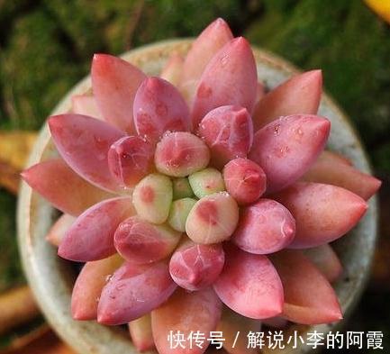 每日多肉植物分享,耐旱型红蜻蜓多肉植物,出状态超级美
