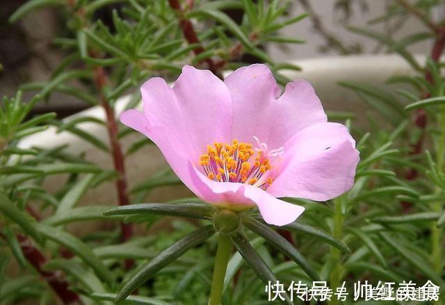 旺财|3种花造型奇特还好养，家里养一盆，旺财旺运好运到，谁养谁喜欢