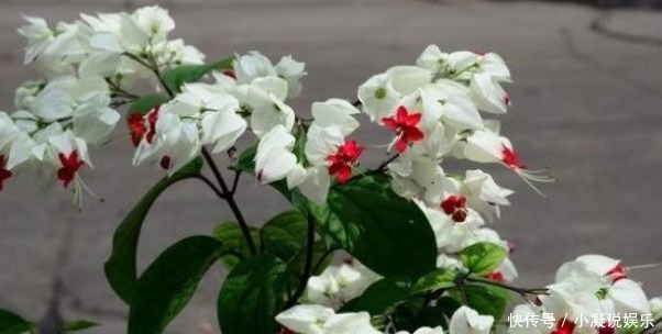 花海|喜欢养花,不妨养菊中珍品万山红遍,丝丝分层,形似花海!