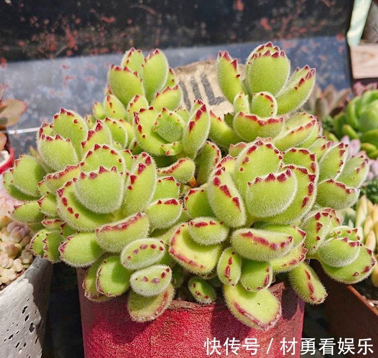 病虫害|进入夏季，“多肉党”做好这3步，防止多肉“穿裙子”，一学就会
