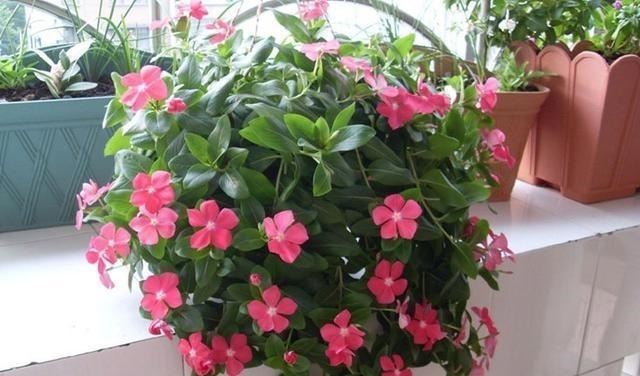 号称开花机器,一开就是300天,插土里就能活,阳台变花海