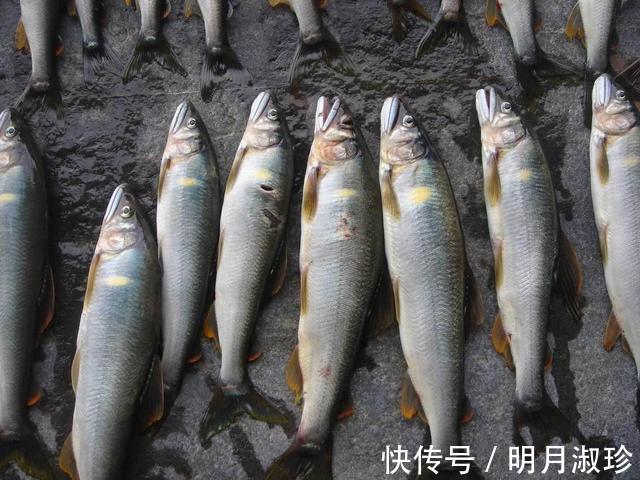 香鱼|很多钓友不认识此鱼，能散发特殊香味，被市场誉为“淡水鱼之王”