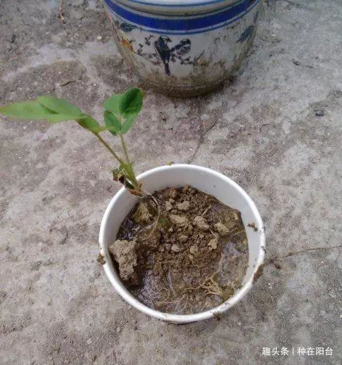 零成本将90地球植物种在阳台上 ，台长教你水陆两栖扦插法