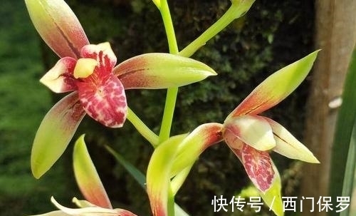 魂兰花|曾千金一苗的建兰红素,花姿优雅,兰香四溢,花开后仙气十足