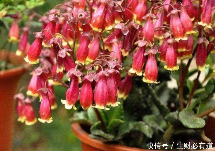 颜值超高的花卉,高温晒不死,越晒开花越旺,花香四溢!