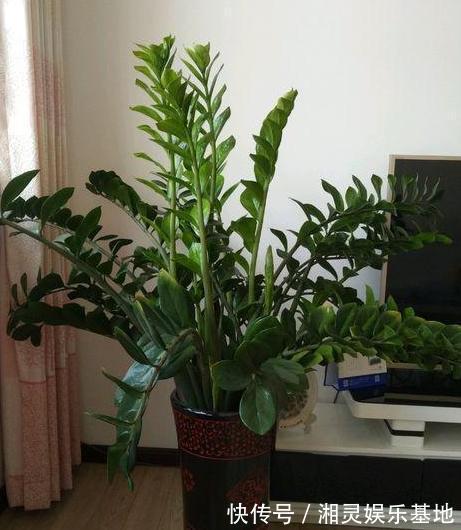 叶片|喜欢养花,可惜工作忙、没时间不怕,盆栽这些植物不用费心