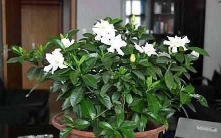 老花农用一斤苹果皮养栀子花,花开洁白,一盆能开20朵