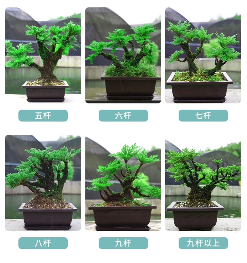 枯萎|养不死的植物,枯萎了也能遇水“涅槃”复活!