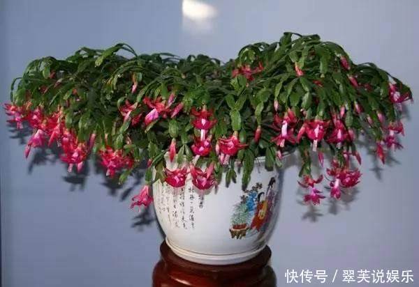 休眠|别再乱浇水了,这些植物,浇水越勤,死得越快!