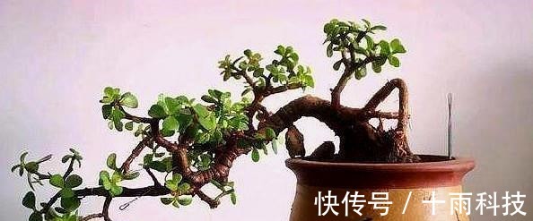 养分|金枝玉叶这样养，枝干粗壮叶片肥，一根小枝条，一年变“老桩”