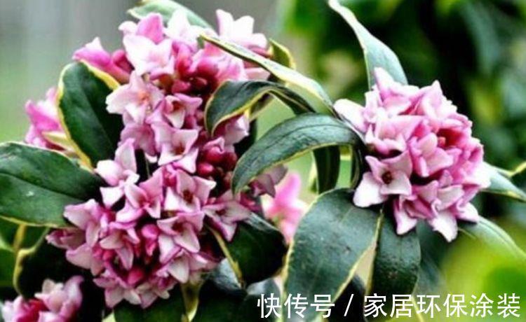 金边瑞香|农历8月5日开始,养花养个耐看的,漂亮又好养,养几盆家里变花海