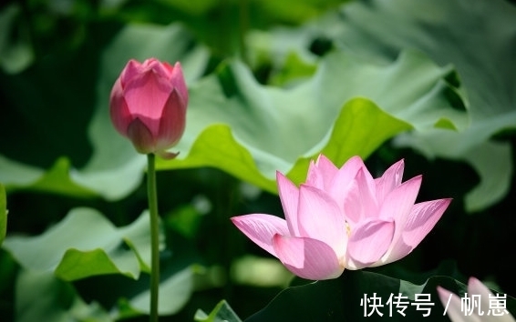 吉星|进入6月下旬，4属相吉星近身，桃花旺盛，横财不断，生活蒸蒸日上