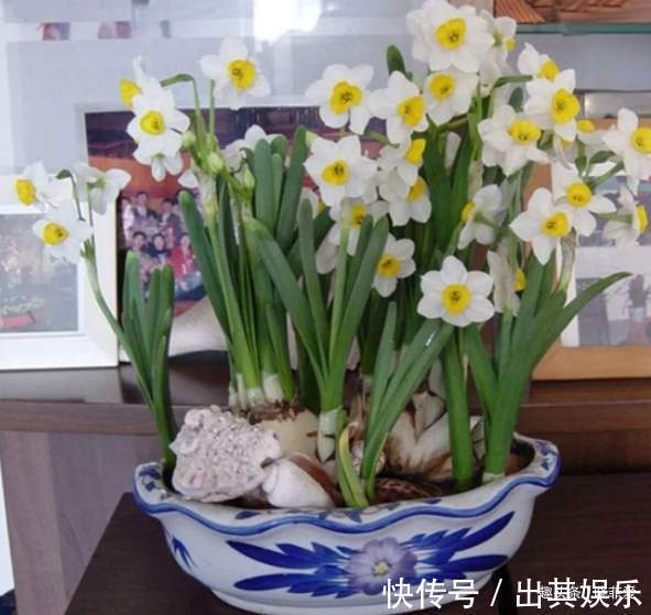 8种“喜水花”,不怕浇死了,越浇水长得越旺,手不勤养不活