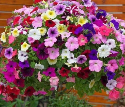 4种花全年都开花，养在阳台特合适，花开不断，还能旺财！