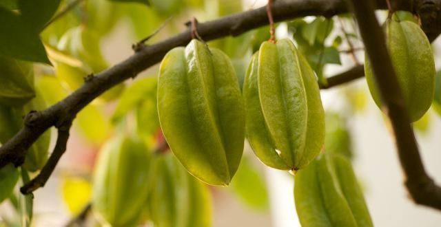 食用|5种水果被拉入“黑名单”,劝你再馋也要管住嘴,最好少吃