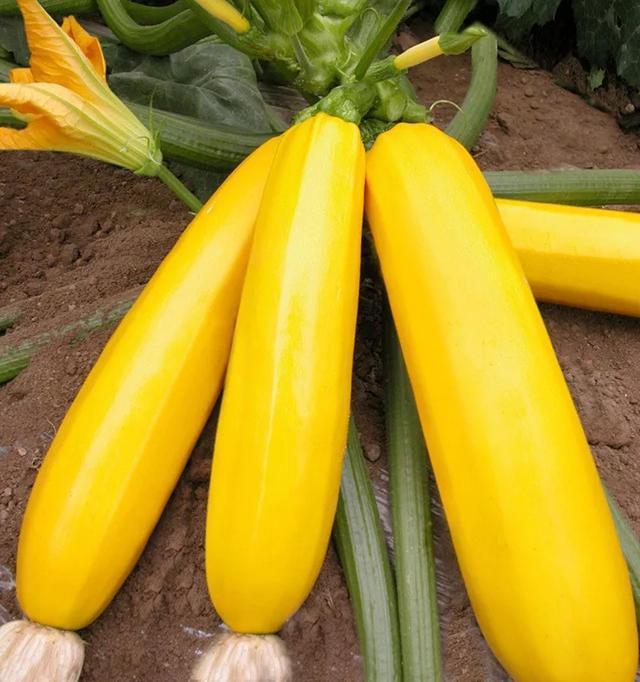 阳台种盆菜,比花还好看,结果还能吃,别提多美了