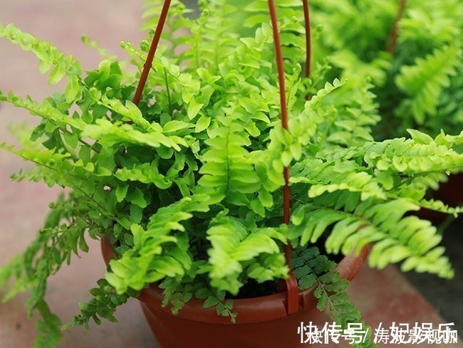 适合盆栽的4种“吸毒花”,让病菌无所遁形,保护家人的健康花