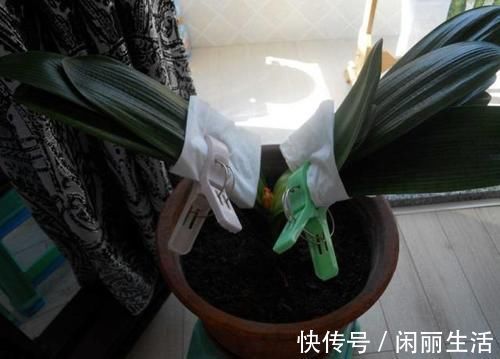 君子兰风信子夹箭不开花，简单1招，把花拽出来！