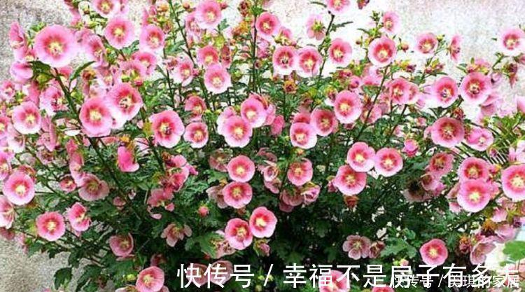 花园|4种花很耐养，沾土就能活，阳台变花园，太美了！